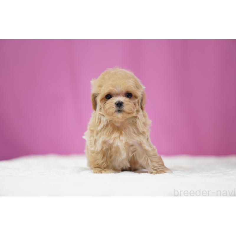 販売中の埼玉県のマルプー:マルチーズ×トイプードル-447504の6枚目