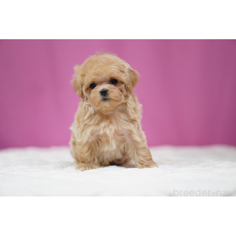 販売中の埼玉県のマルプー:マルチーズ×トイプードル-447504の5枚目