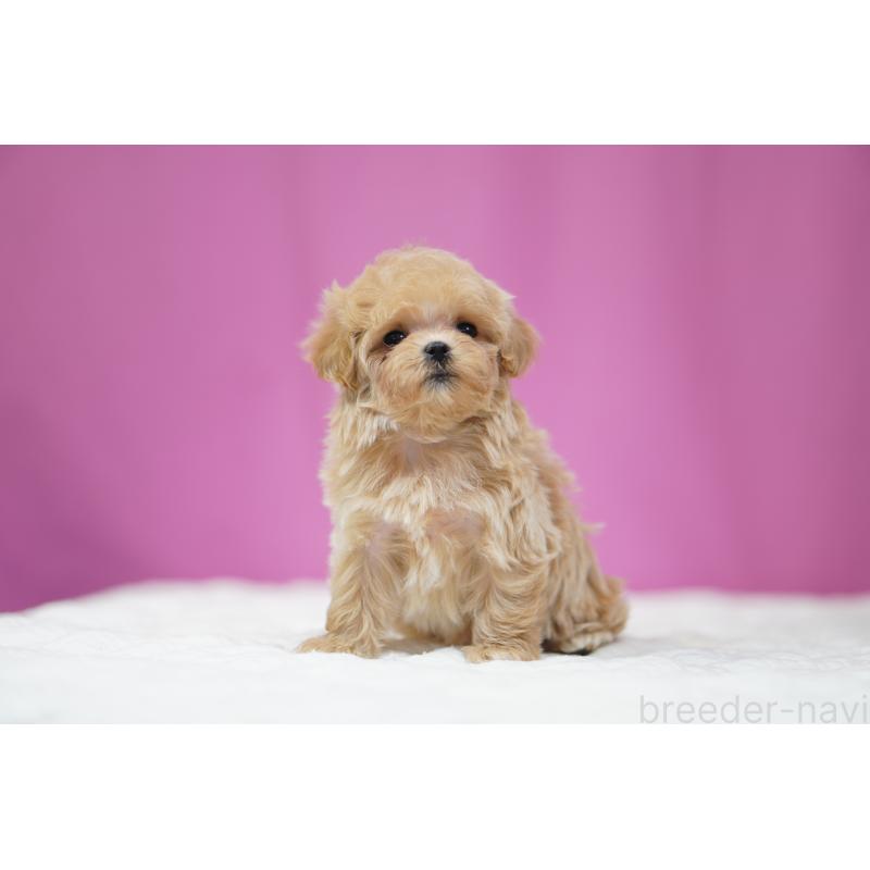 販売中の埼玉県のマルプー:マルチーズ×トイプードル-447504の3枚目