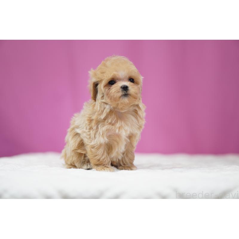 販売中の埼玉県のマルプー:マルチーズ×トイプードル-447504の2枚目