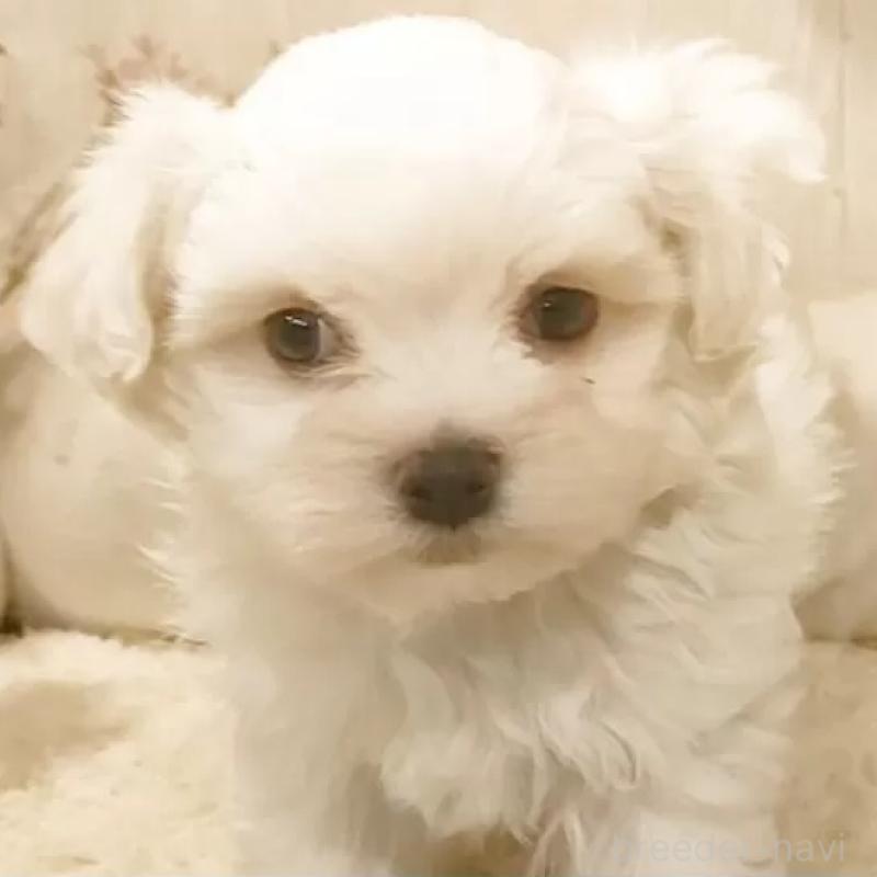 販売中の愛知県のマルチーズ-449782の1枚目