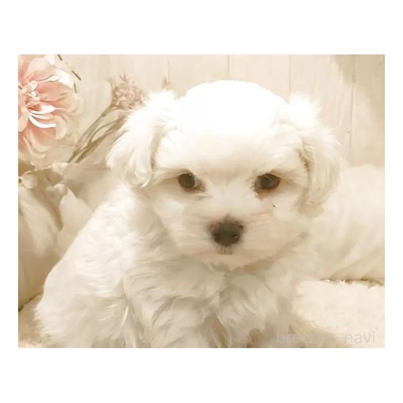 販売中の愛知県のマルチーズ-449782の5枚目