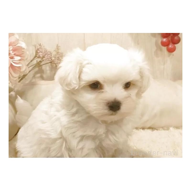 販売中の愛知県のマルチーズ-449782の4枚目