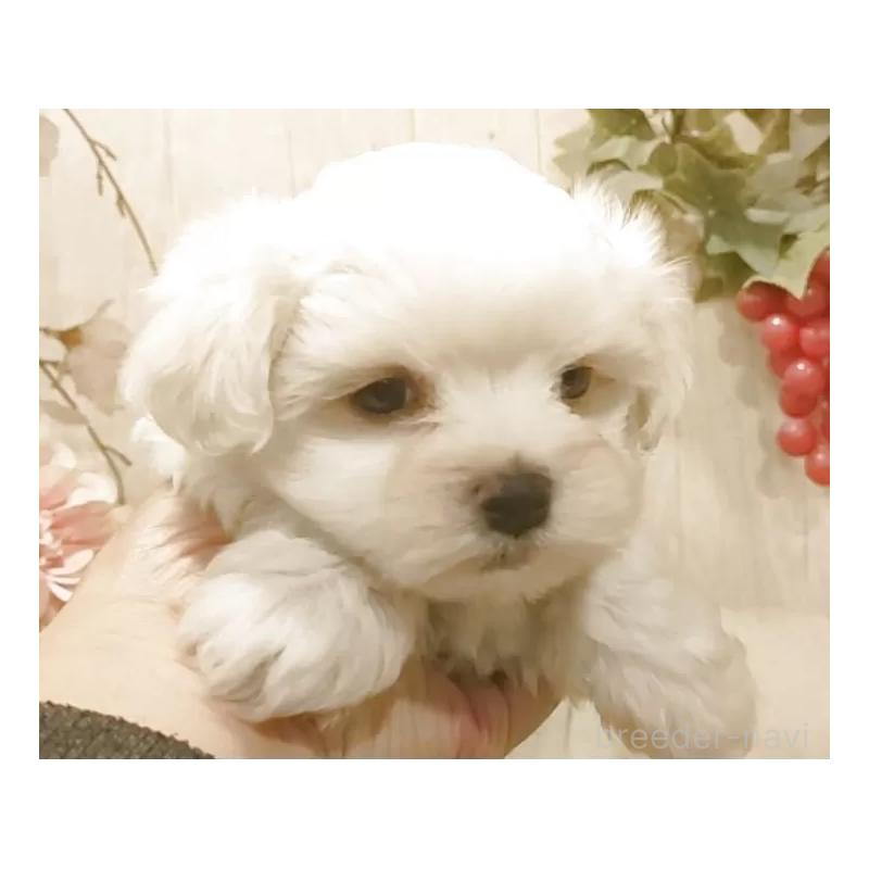 販売中の愛知県のマルチーズ-449782の2枚目