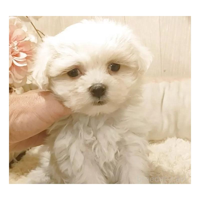 販売中の愛知県のマルチーズ-449785の5枚目