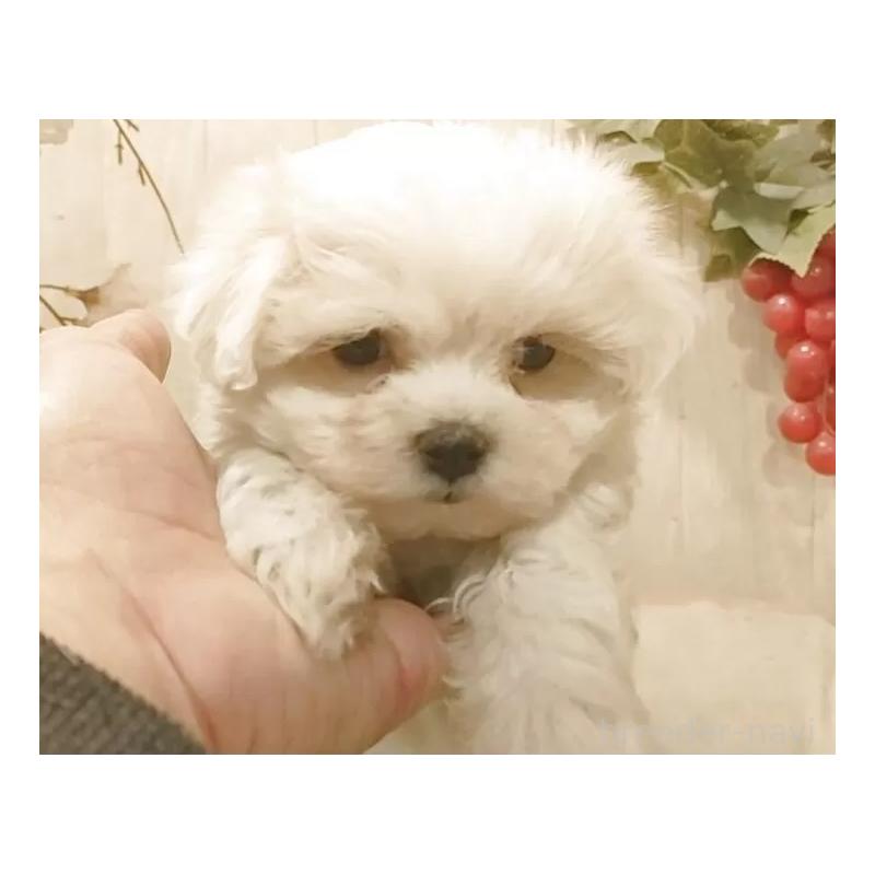 販売中の愛知県のマルチーズ-449785の4枚目