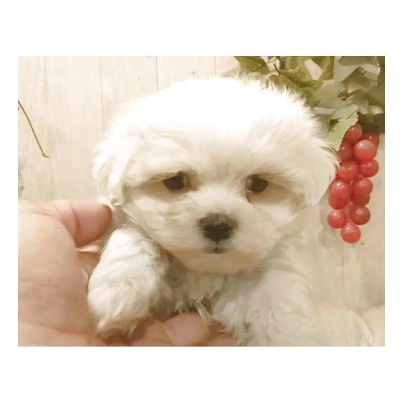 販売中の愛知県のマルチーズ-449785の2枚目