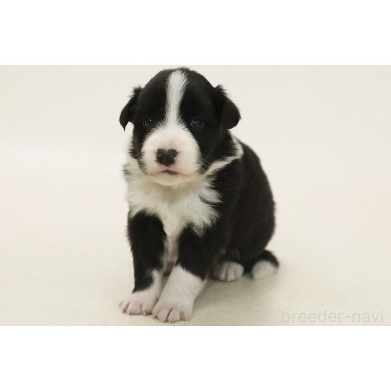 販売中の神奈川県のボーダーコリー-449055