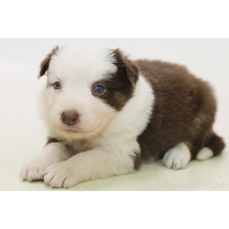 販売中の神奈川県のボーダーコリー-449769