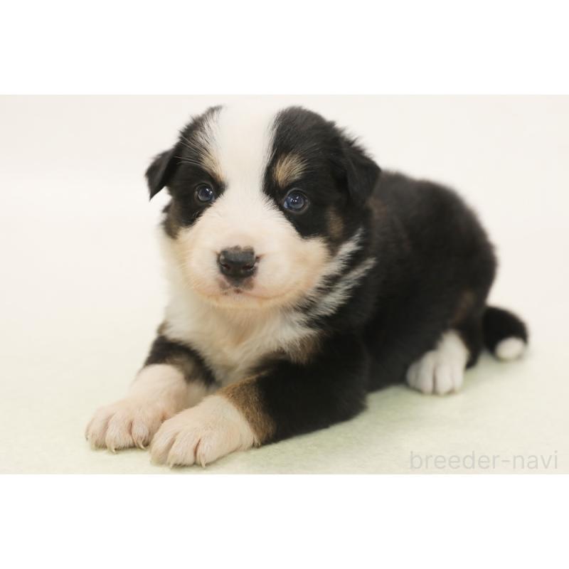 販売中の神奈川県のボーダーコリー-449770の2枚目