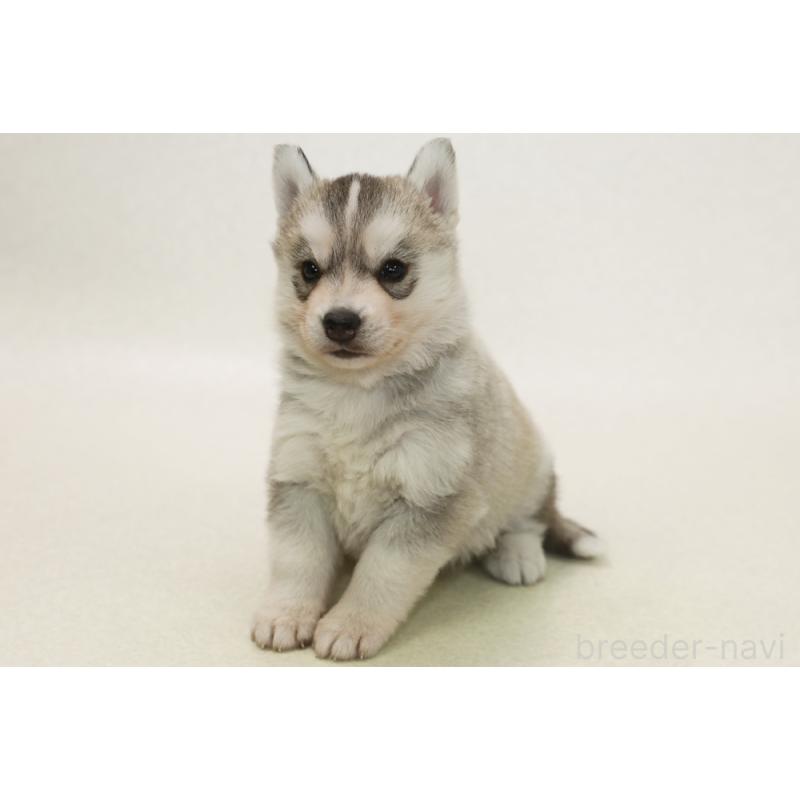 販売中の神奈川県のシベリアンハスキー-446340