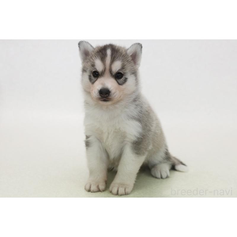 販売中の神奈川県のシベリアンハスキー-446341