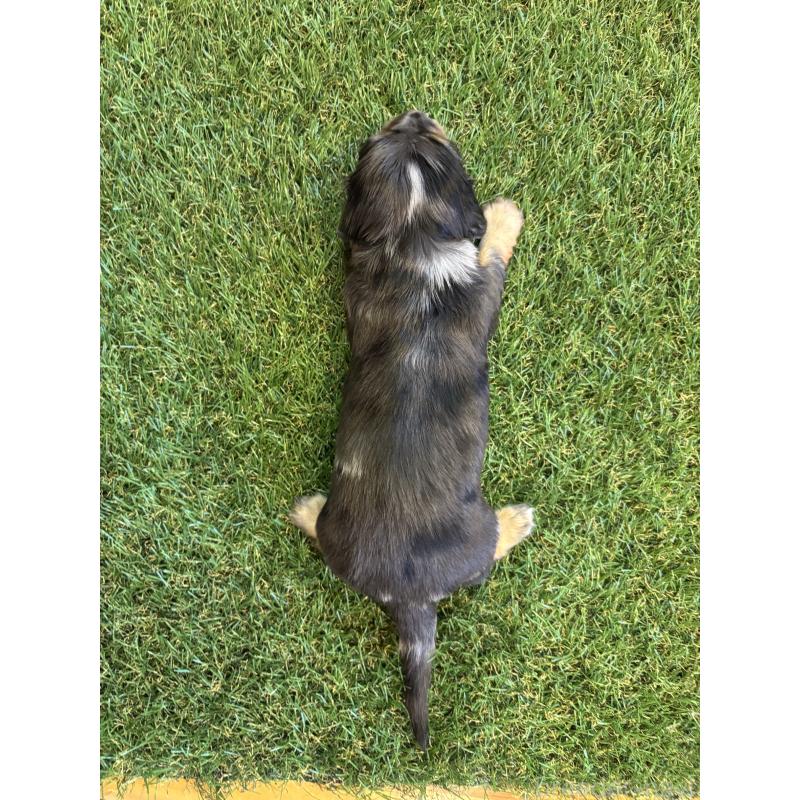 販売中の兵庫県のカニンヘンダックスフンド(ロングヘアード)-449791の8枚目