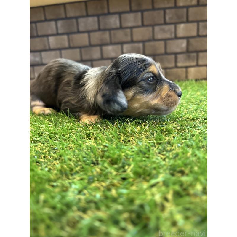 販売中の兵庫県のカニンヘンダックスフンド(ロングヘアード)-449791の7枚目