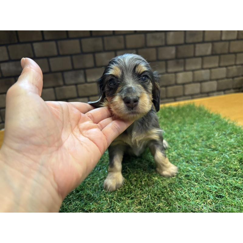 販売中の兵庫県のカニンヘンダックスフンド(ロングヘアード)-449791の6枚目