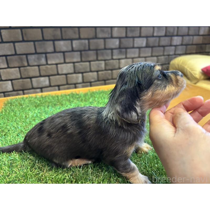 販売中の兵庫県のカニンヘンダックスフンド(ロングヘアード)-449791の5枚目