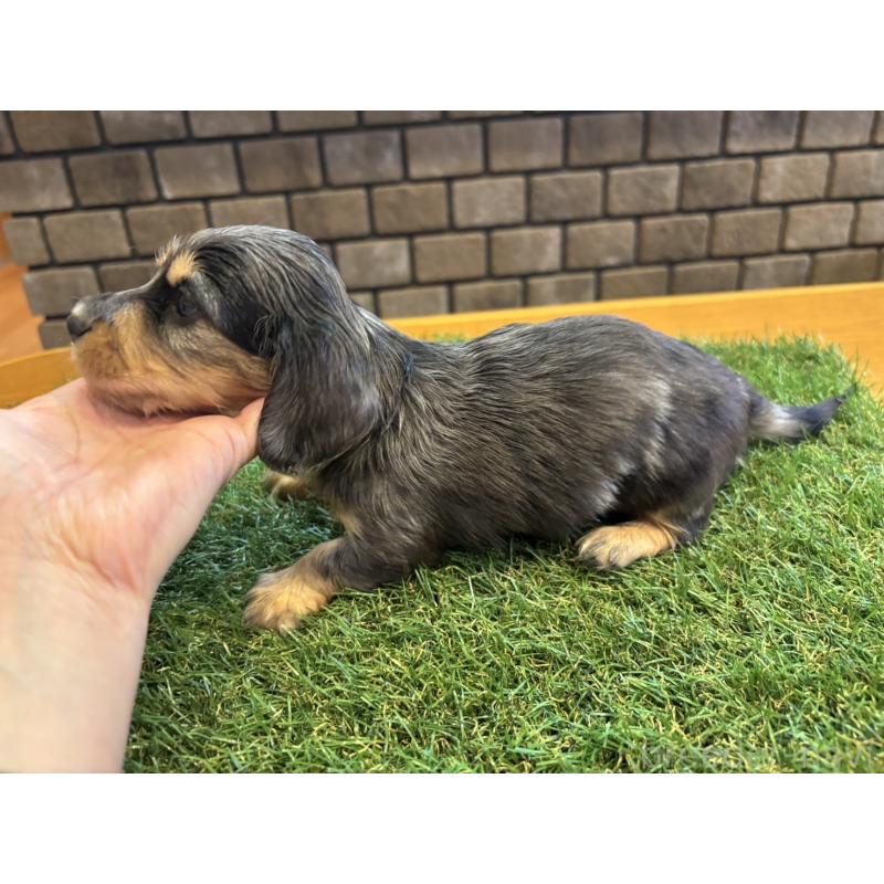 販売中の兵庫県のカニンヘンダックスフンド(ロングヘアード)-449791の4枚目