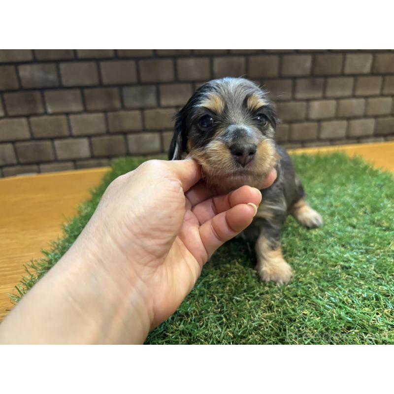 販売中の兵庫県のカニンヘンダックスフンド(ロングヘアード)-449791の3枚目