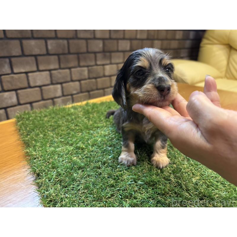 販売中の兵庫県のカニンヘンダックスフンド(ロングヘアード)-449791の2枚目