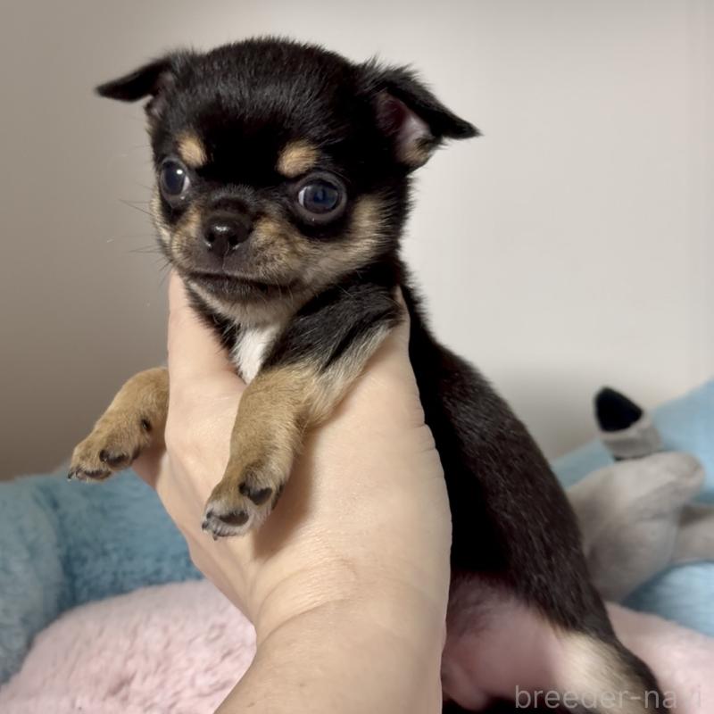 販売中の東京都のチワワ(スムースコート)-449530の5枚目