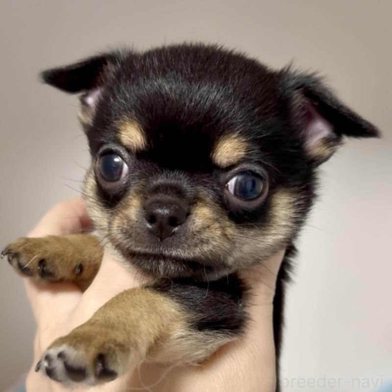 販売中の東京都のチワワ(スムースコート)-449530の4枚目