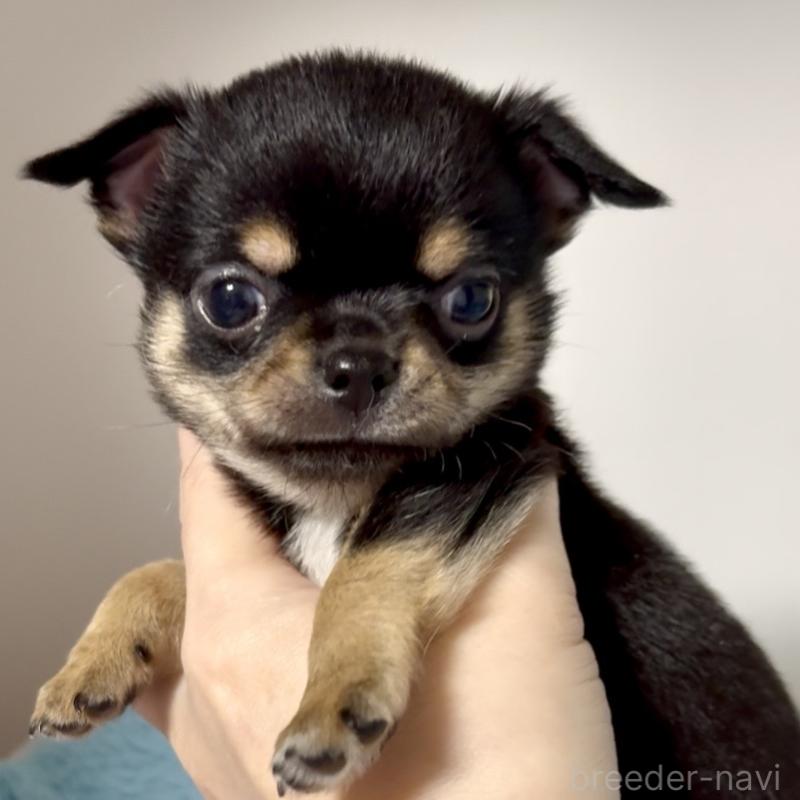 販売中の東京都のチワワ(スムースコート)-449530の3枚目