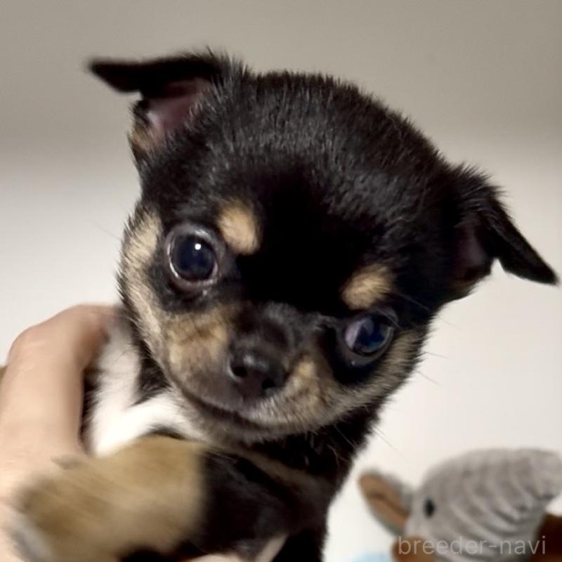 販売中の東京都のチワワ(スムースコート)-449530の2枚目