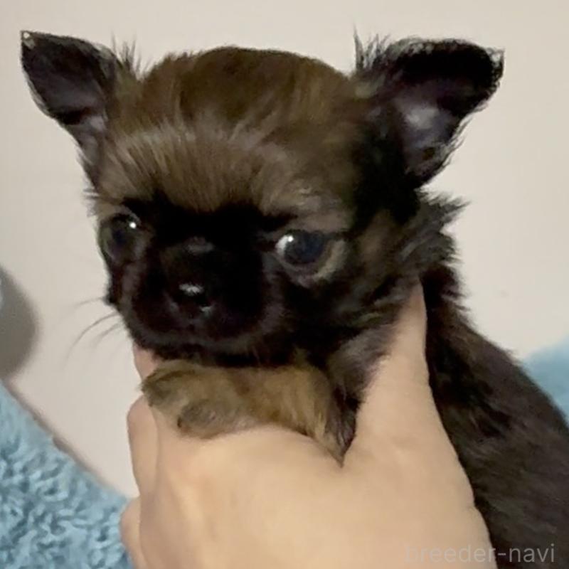 販売中の東京都のチワワ(ロングコート)-449531の4枚目