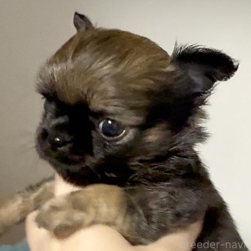 販売中の東京都のチワワ(ロングコート)-449531の3枚目