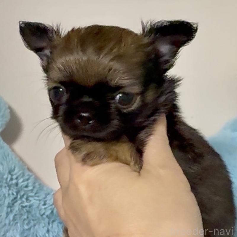 販売中の東京都のチワワ(ロングコート)-449531の2枚目