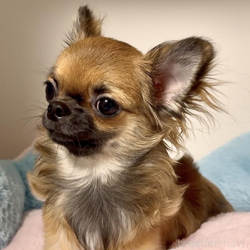 販売中の東京都のチワワ(ロングコート)-414179