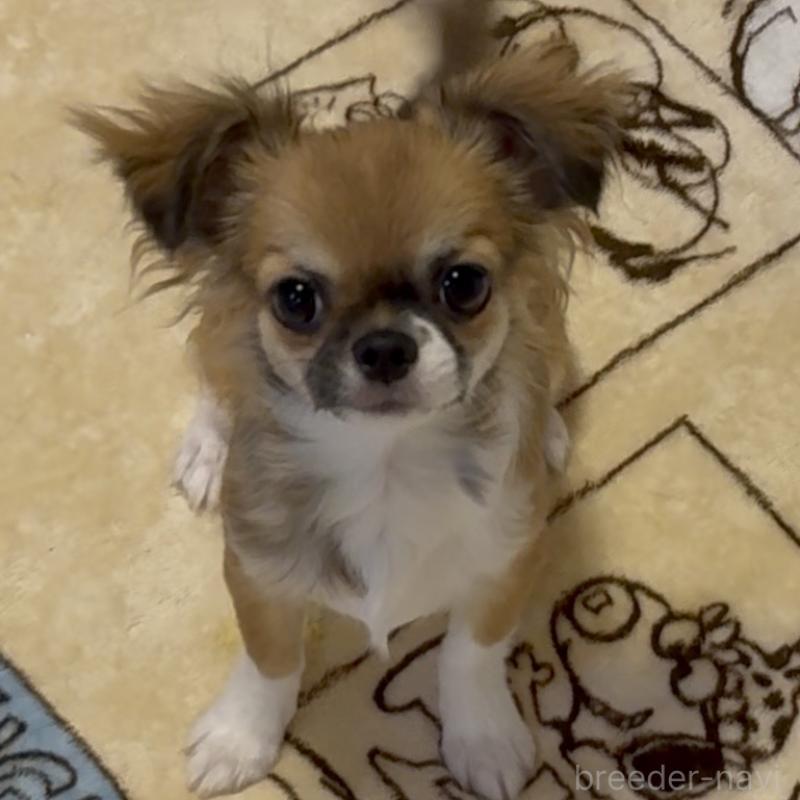 販売中の東京都のチワワ(ロングコート)-423971