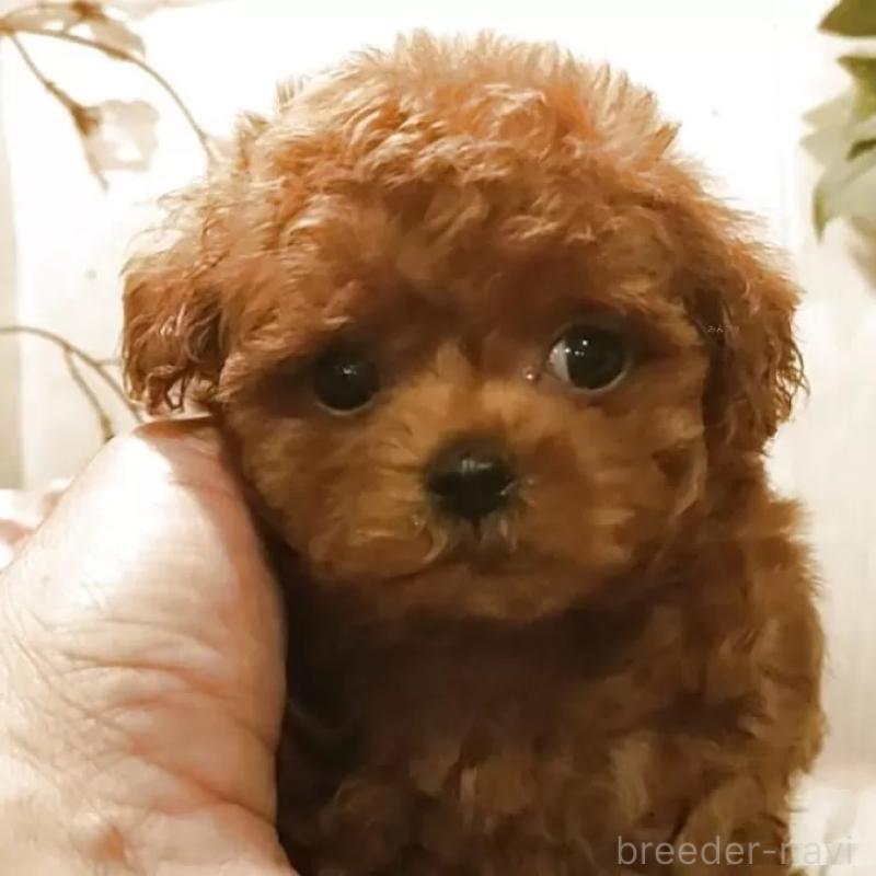 販売中の愛知県のティーカッププードル-449793の7枚目