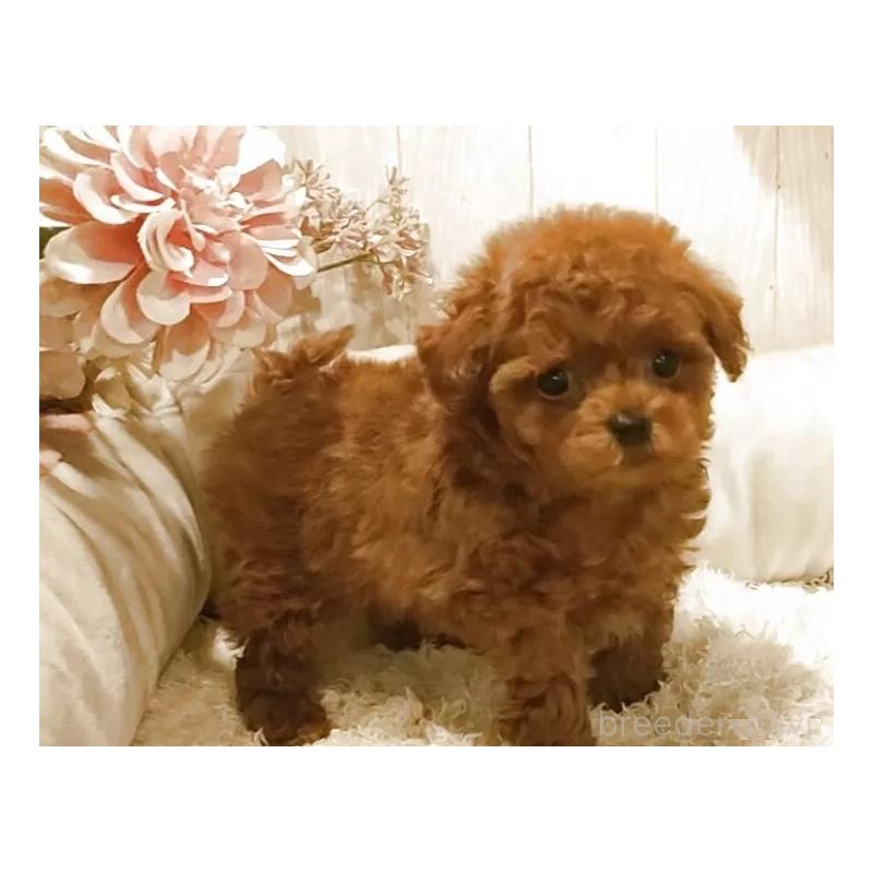 販売中の愛知県のティーカッププードル-449793の6枚目