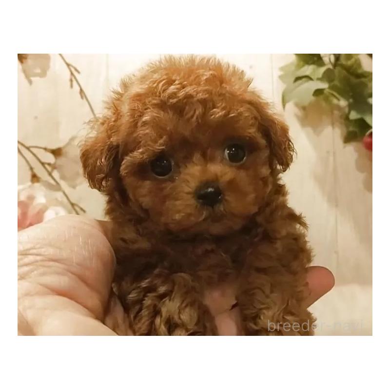 販売中の愛知県のティーカッププードル-449793の5枚目