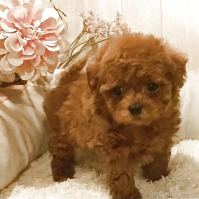 販売中の愛知県のティーカッププードル-449793の4枚目