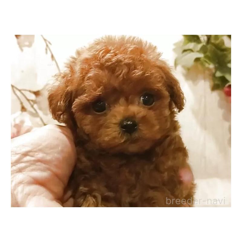 販売中の愛知県のティーカッププードル-449793の3枚目