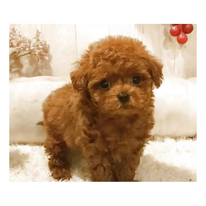 販売中の愛知県のティーカッププードル-449793の2枚目