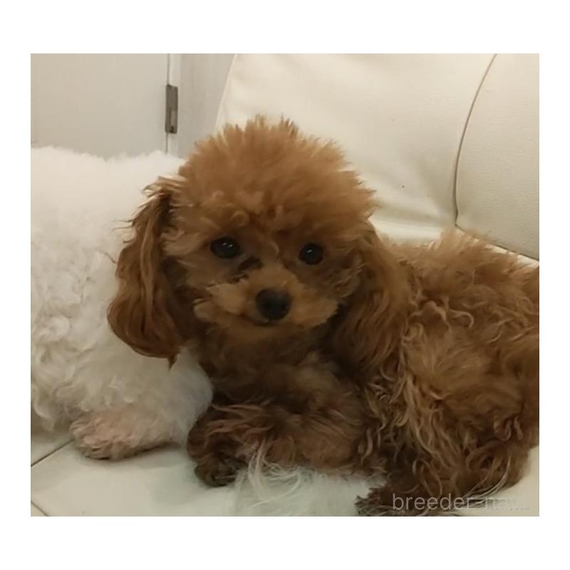 オウちゃんくん1枚目