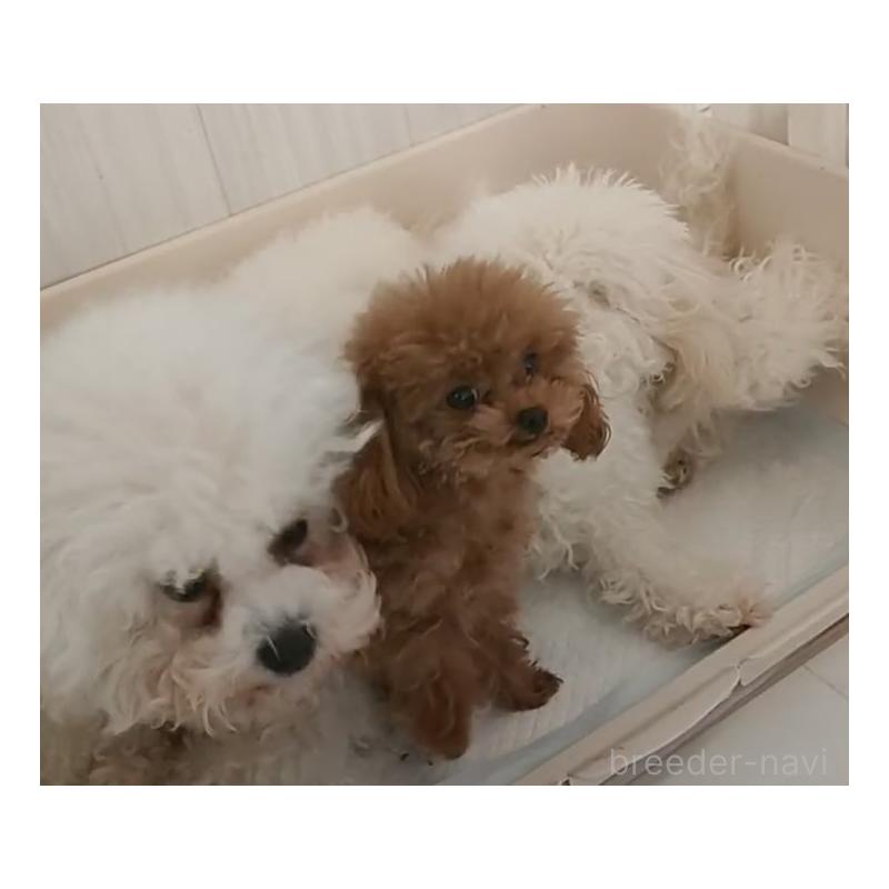 オウちゃんくん1枚目