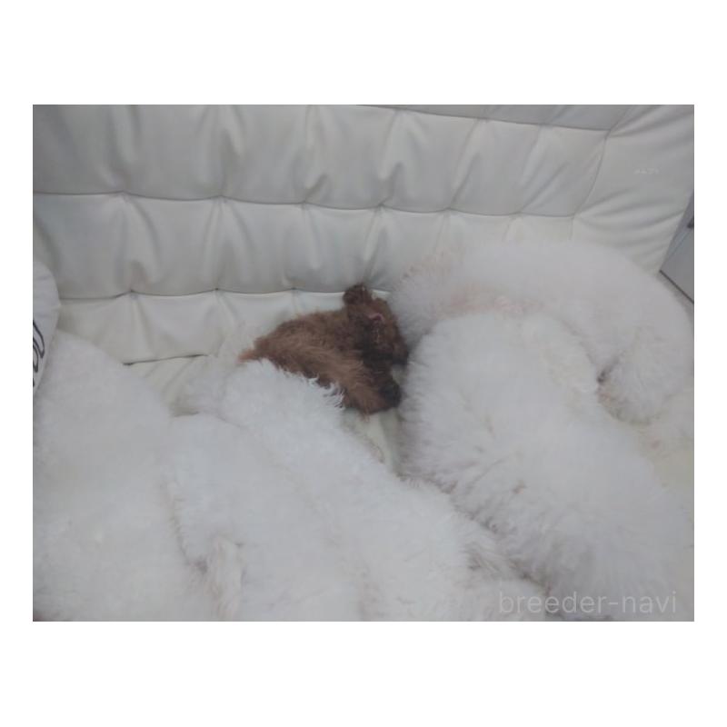 オウちゃんくん1枚目