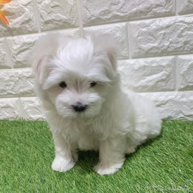 販売中の愛知県のマルチーズ-445369