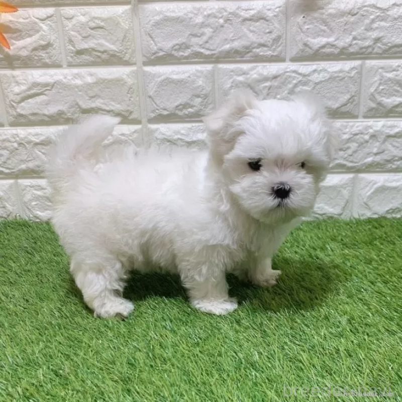 販売中の愛知県のマルチーズ-445362
