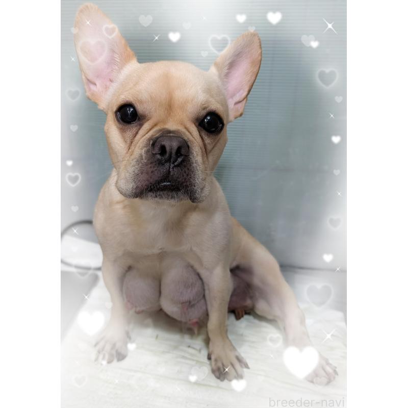 きなこちゃん1枚目