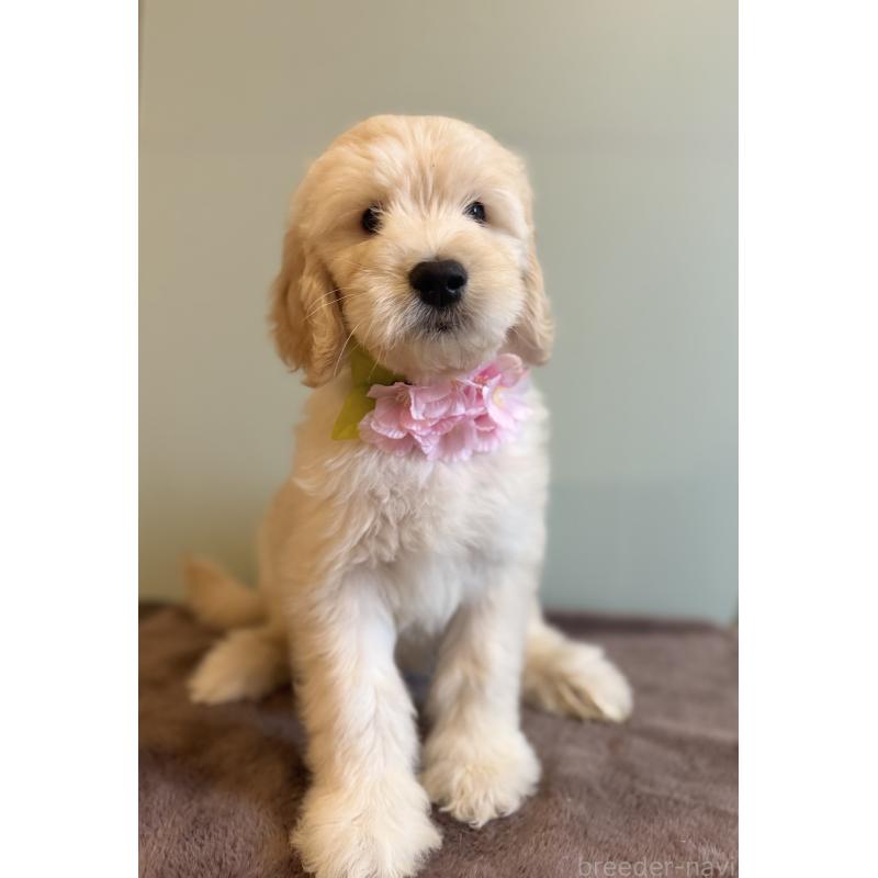 販売中の岐阜県のゴールデンドゥードル:ゴールデンレトリーバー×プードル-440868の3枚目