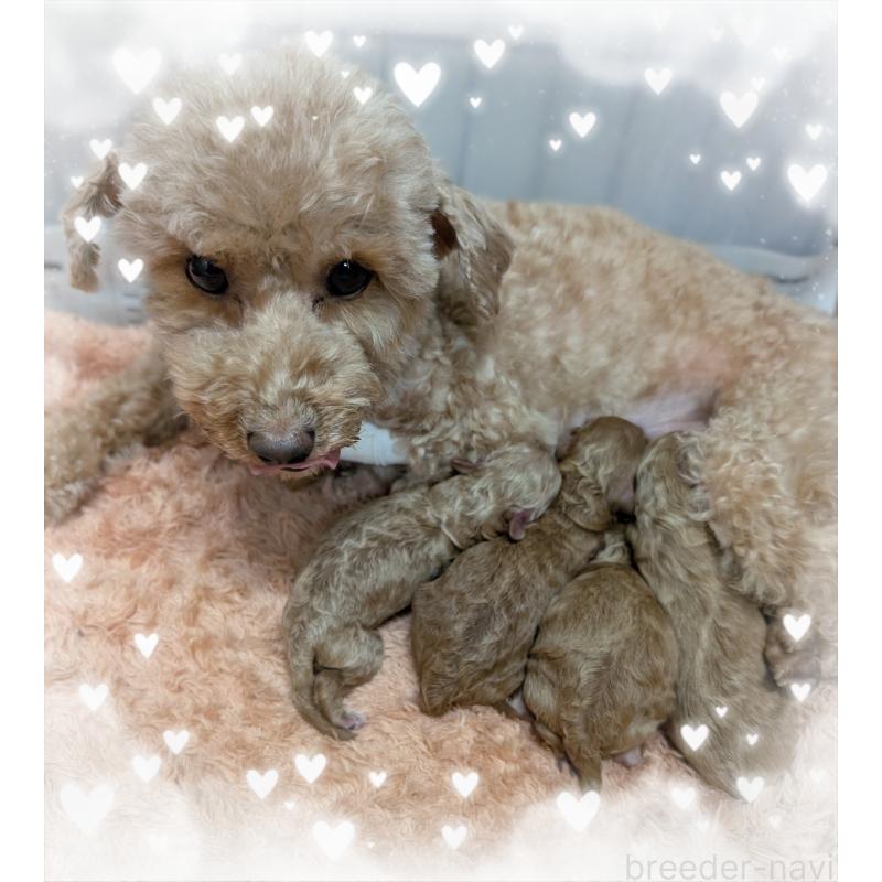 販売中の岐阜県のトイプードル-449796の1枚目