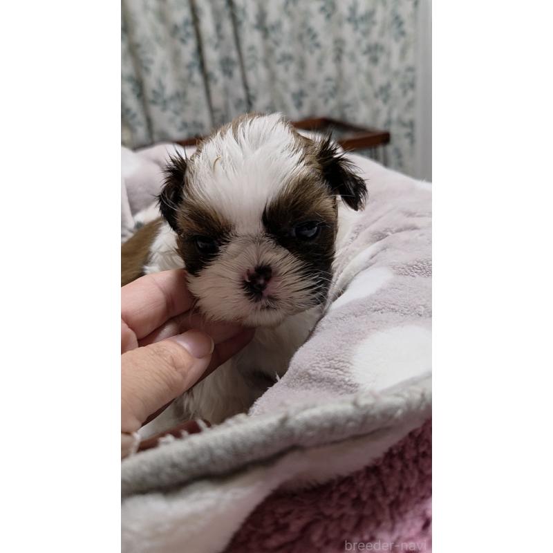 販売中の福岡県のシーズー-449797の3枚目