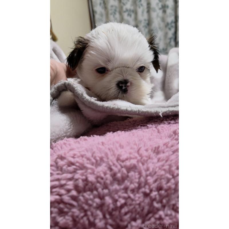 販売中の福岡県のシーズー-449798の2枚目