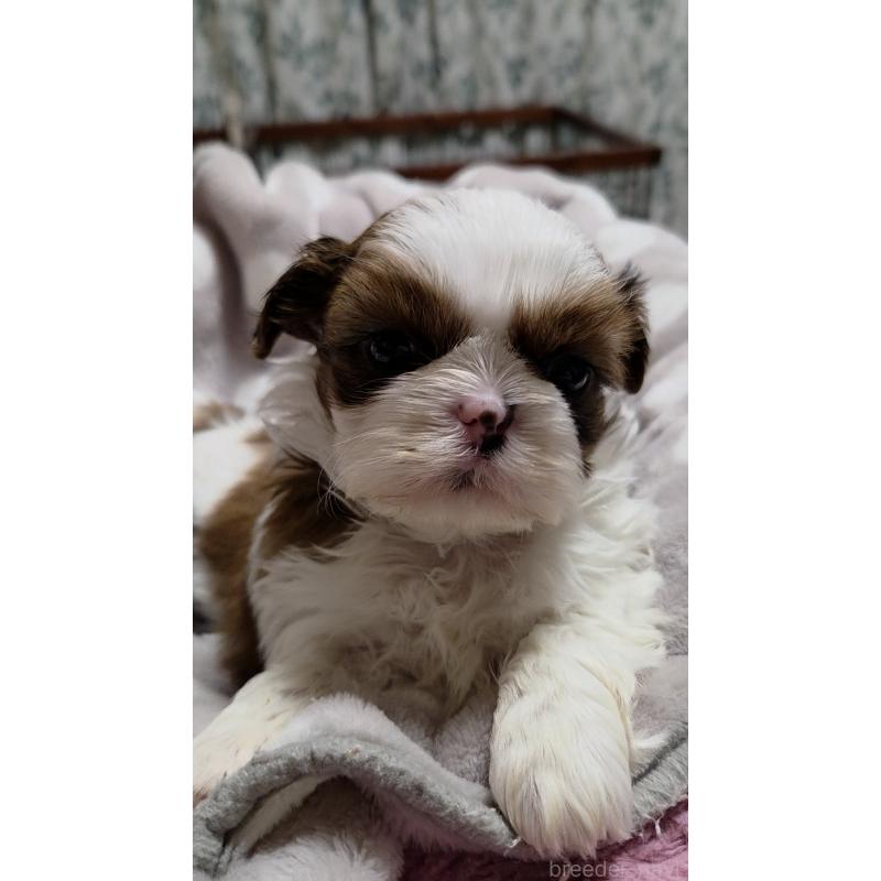 販売中の福岡県のシーズー-449799の2枚目