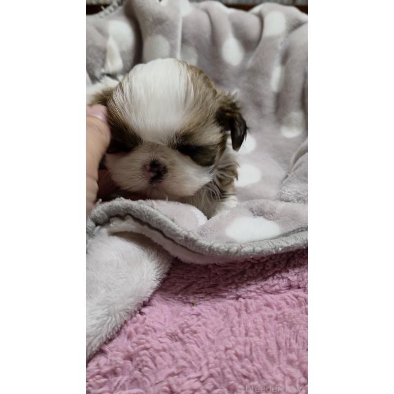 販売中の福岡県のシーズー-449800の2枚目